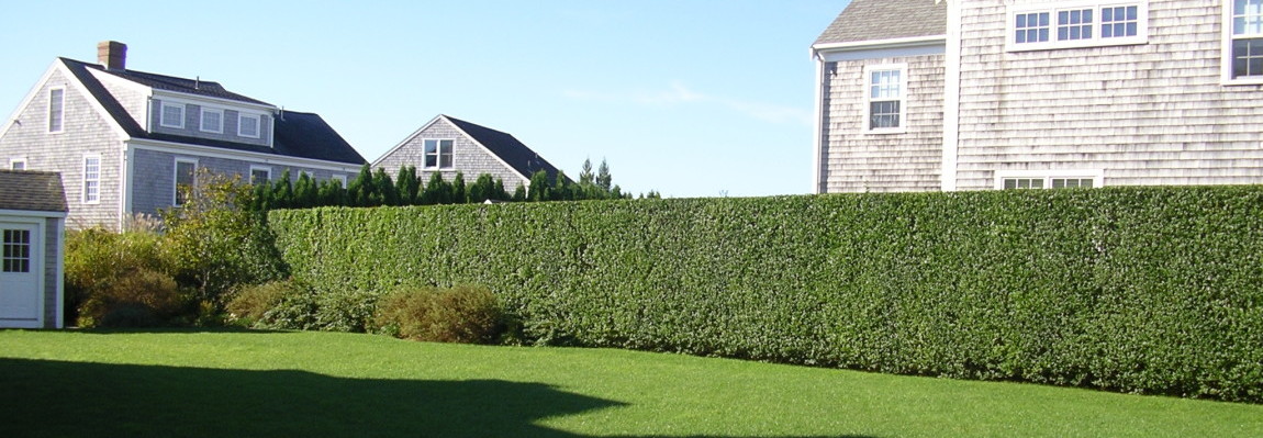 Hedge & Bush Trimming